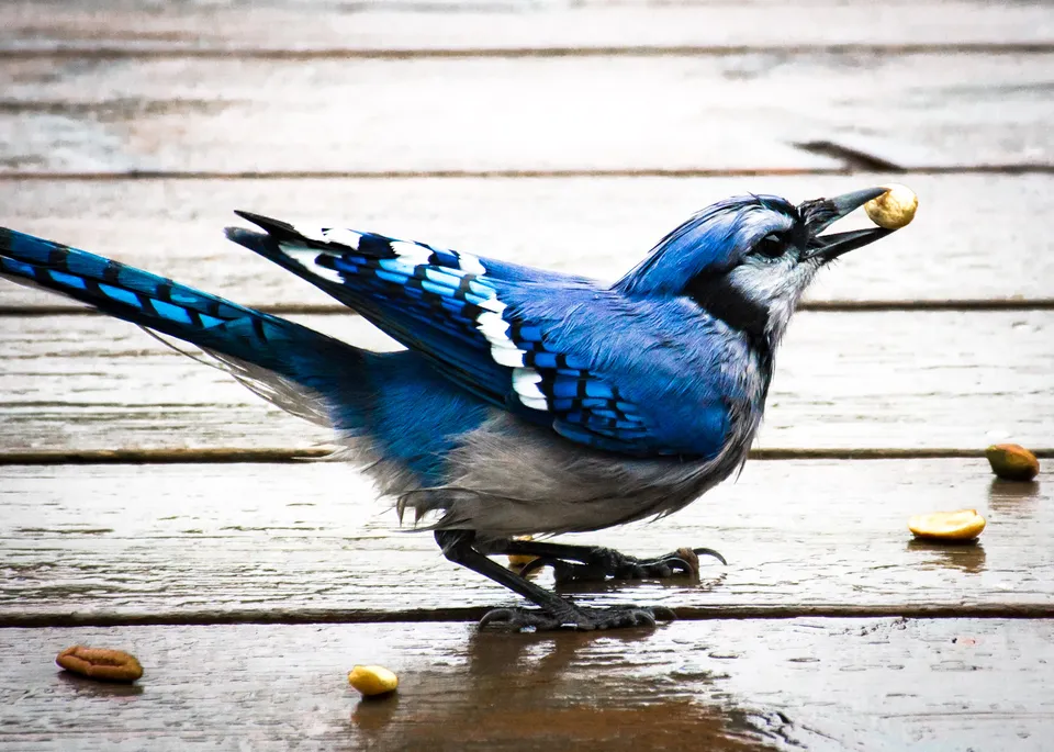 blue jay