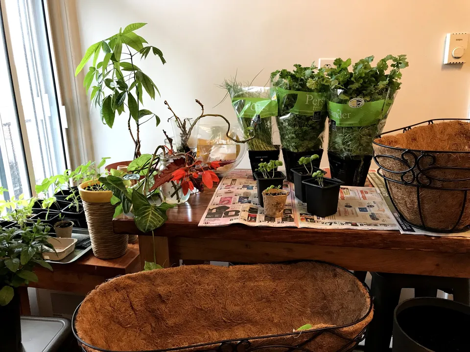 Plantation des semis