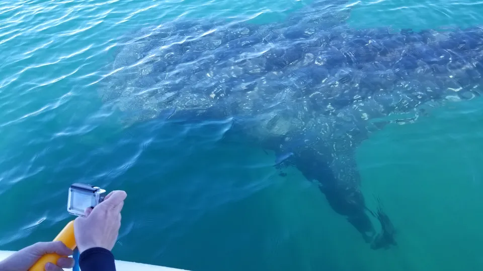 ami requin baleine